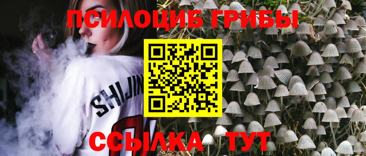 Псилоцибиновые грибы Psilocybine cubensis Осинники